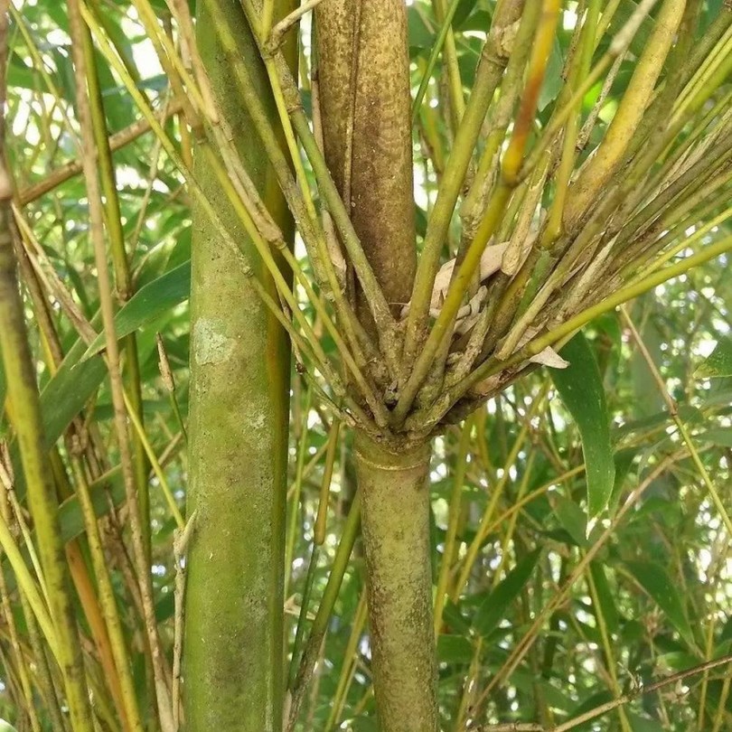 Óriás tüskés bambusz - Különleges zöldségek az Egzotikus Növények Stúdiója kínálatából
